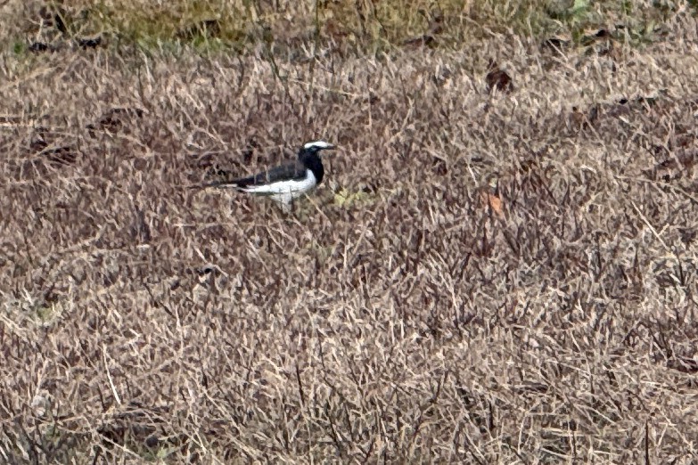 日本鶺鴒 - ML647312509