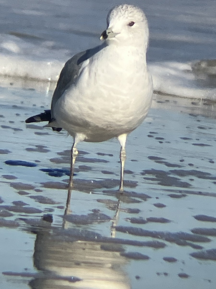 Мартин делаверський - ML647312510