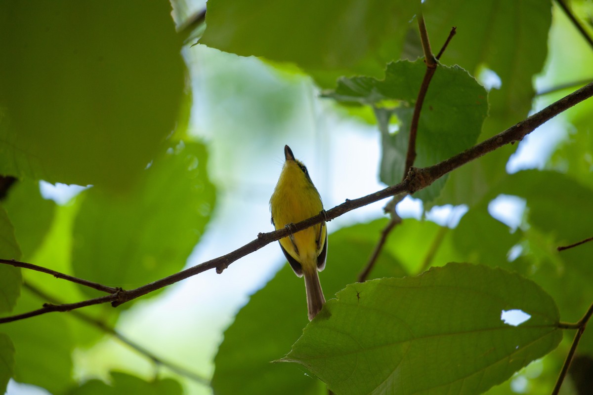 Gray-headed Tody-Flycatcher - ML647312511