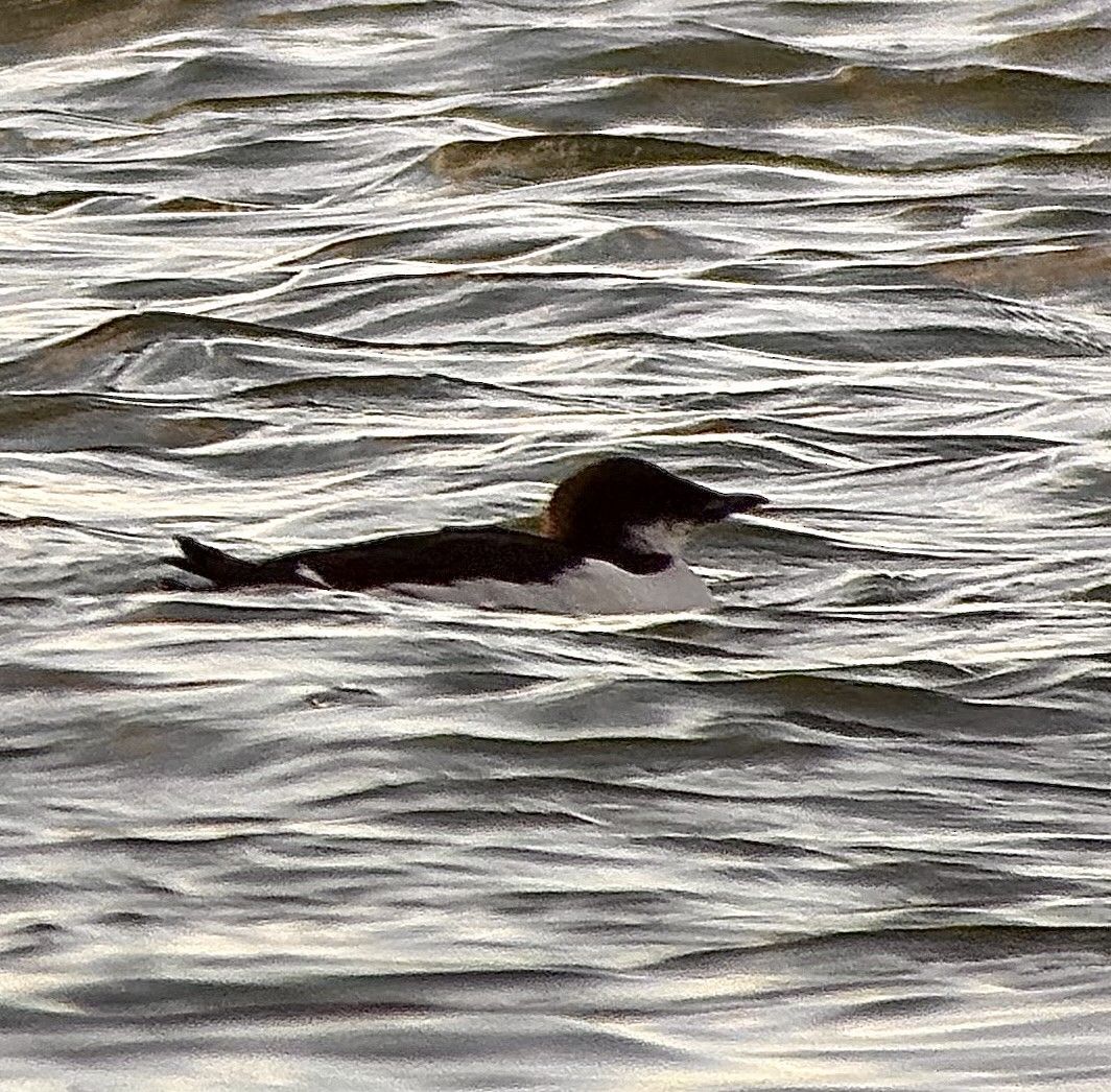 Толстоклювая кайра - ML647312526