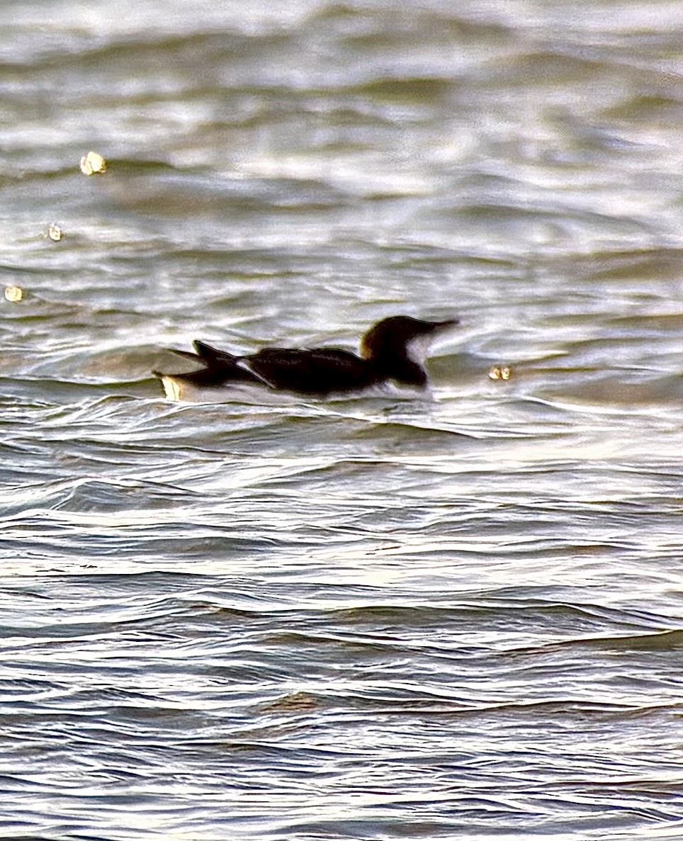 Толстоклювая кайра - ML647312527