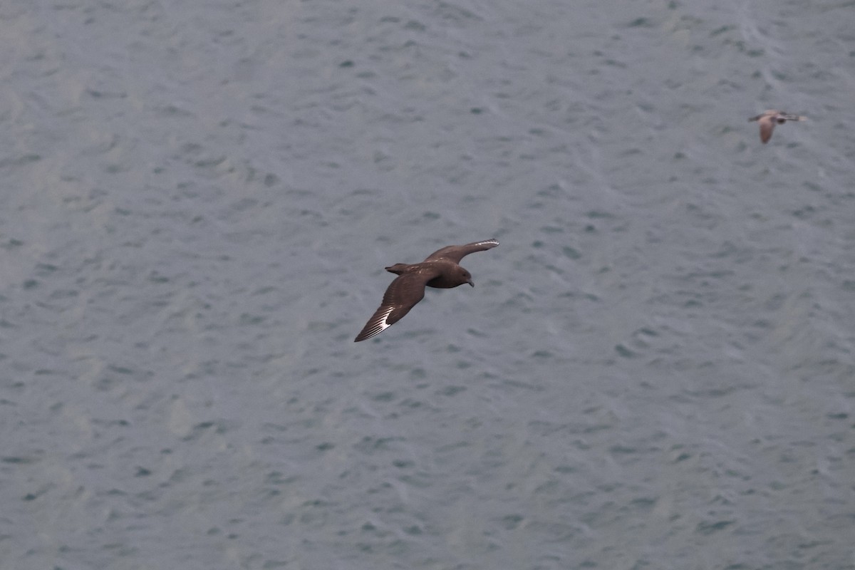 Brown Skua - ML647312557