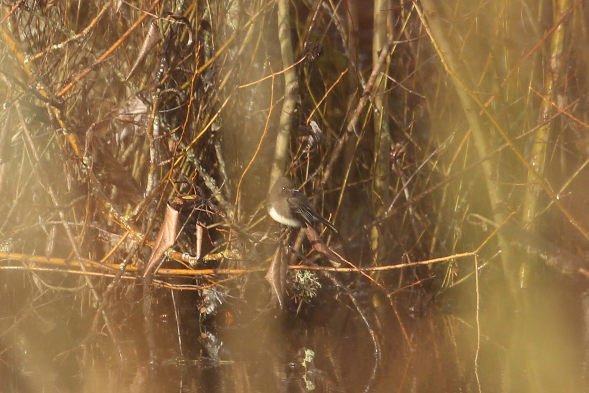 Black Phoebe - ML647312567