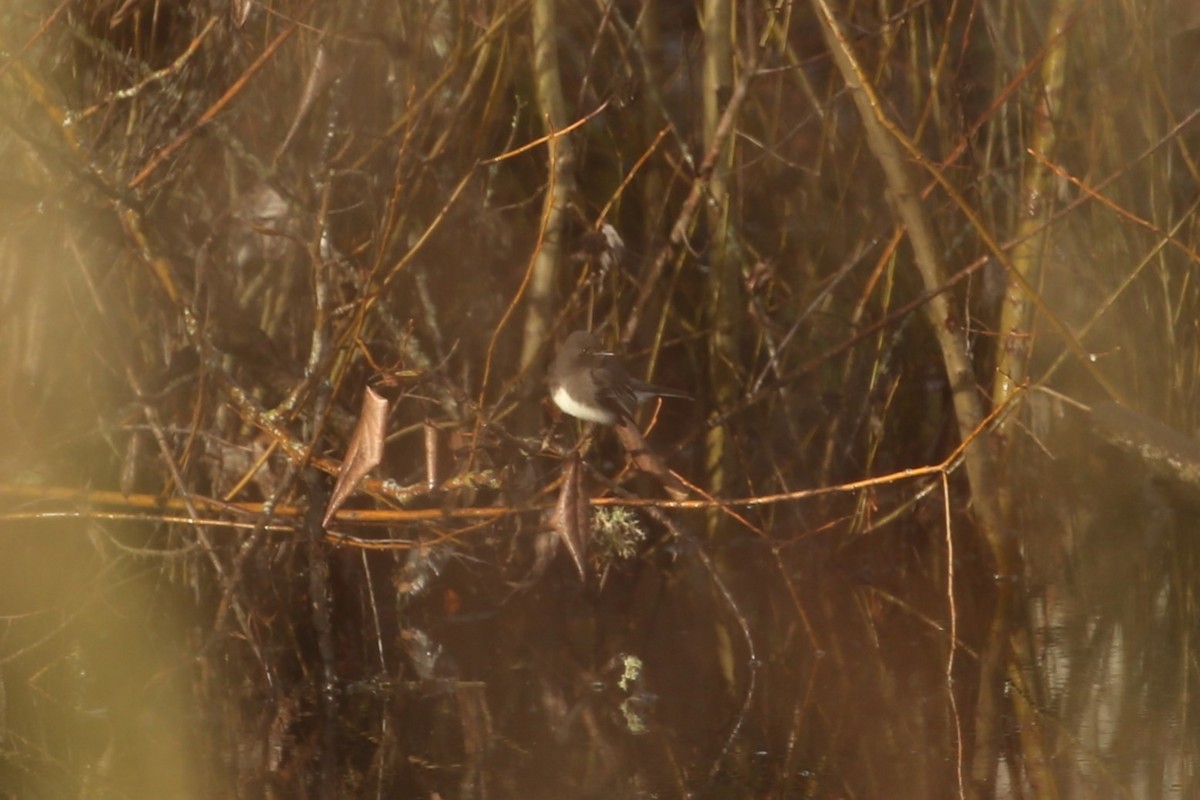 Black Phoebe - ML647312568