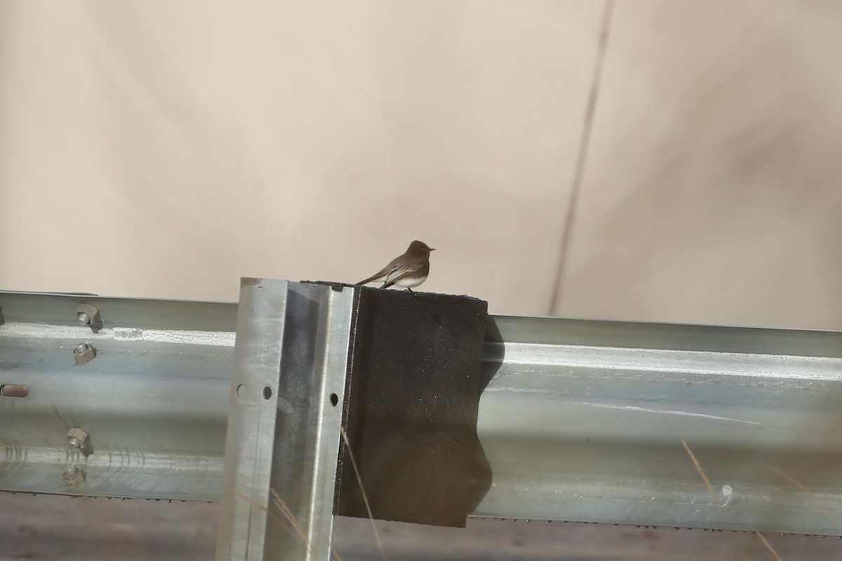 Black Phoebe - ML647312569