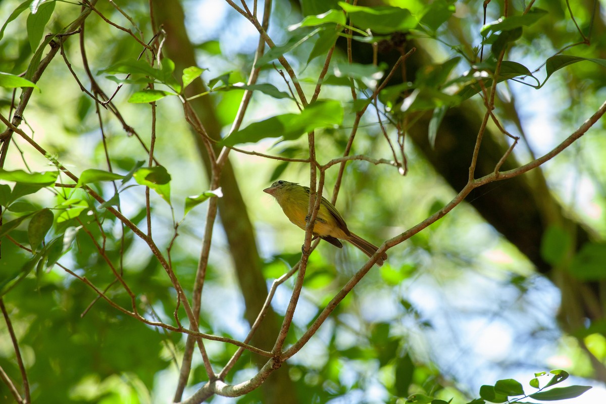 Yellow-olive Flatbill - ML647312572