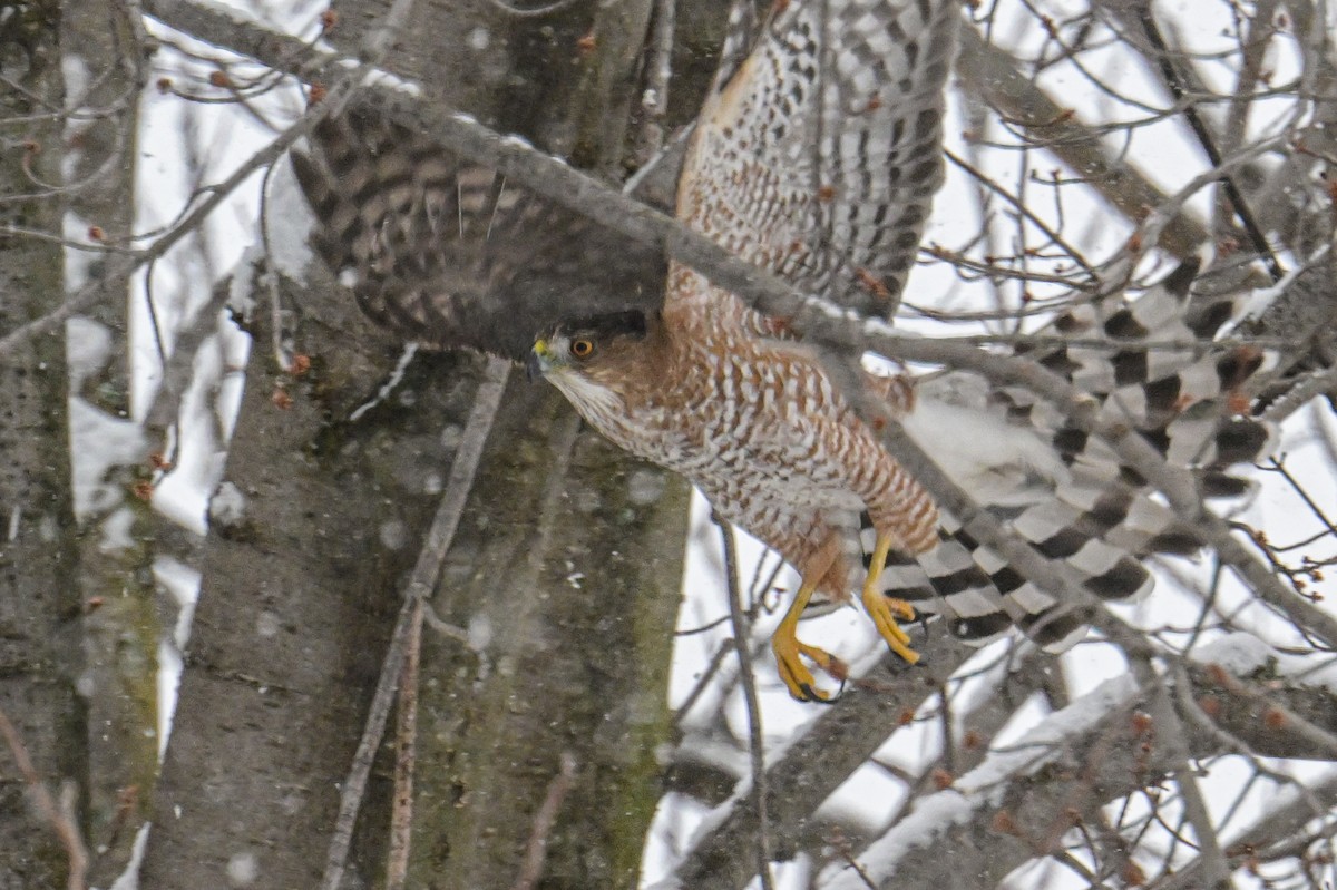 Cooper's Hawk - ML647312577