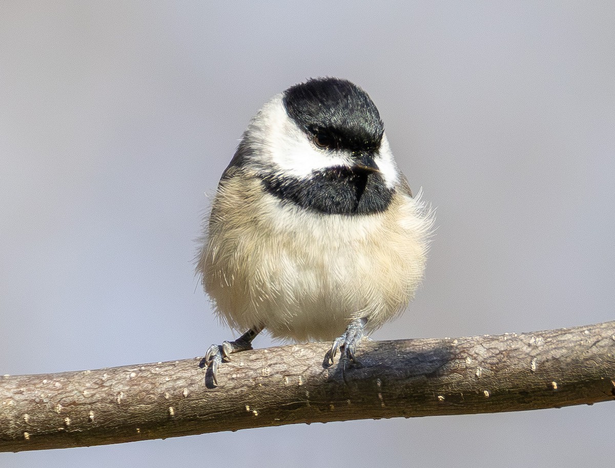 Carolina Chickadee - ML647312578