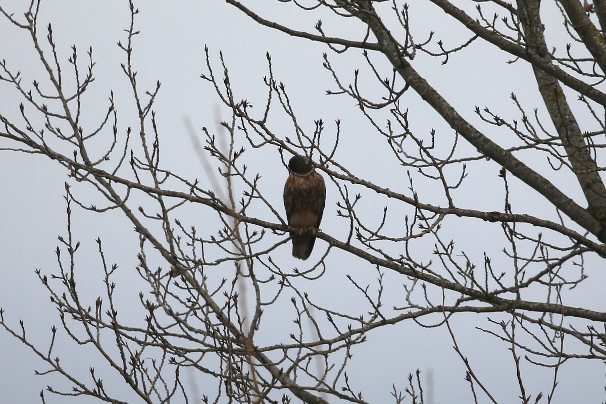 Red-tailed Hawk - ML647312598