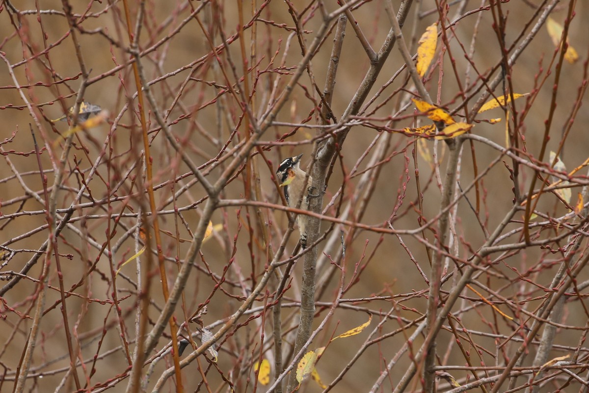 Downy Woodpecker - ML647312601