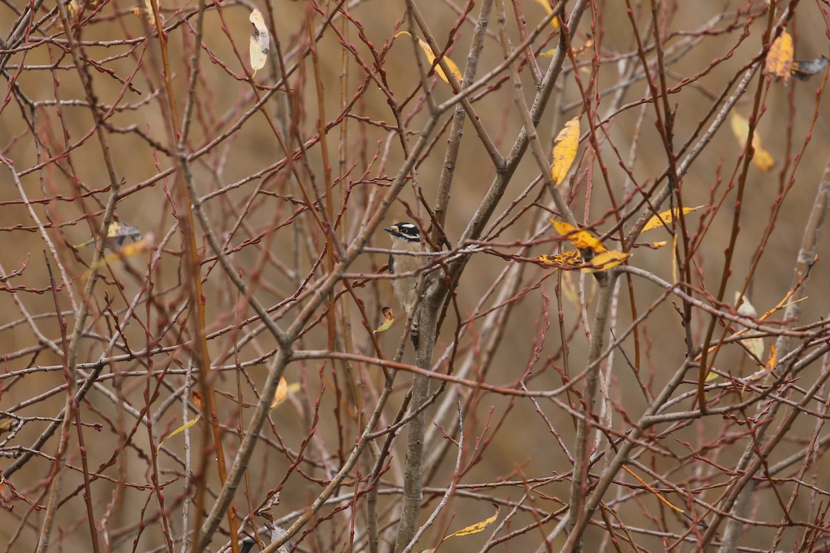 Downy Woodpecker - ML647312602