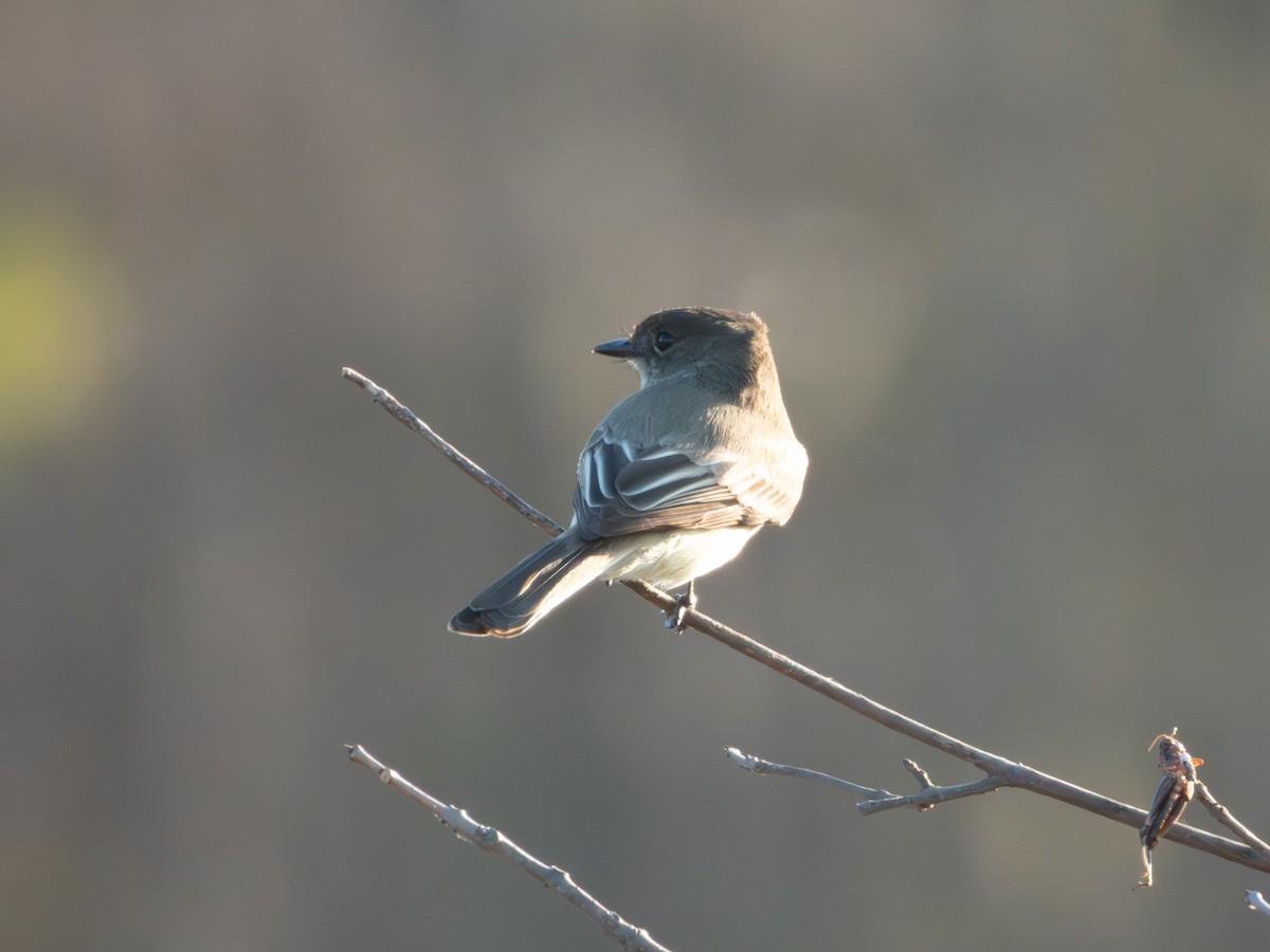 Eastern Phoebe - ML647312603