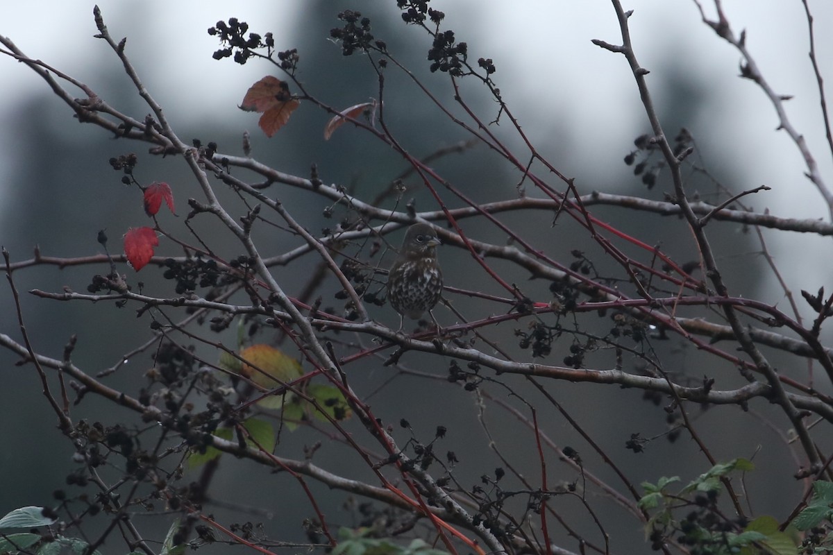 Fox Sparrow - ML647312609