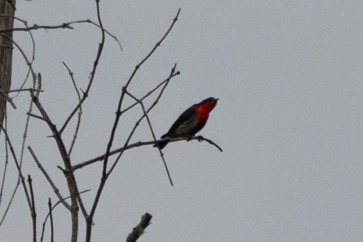 Mistletoebird - ML647312611
