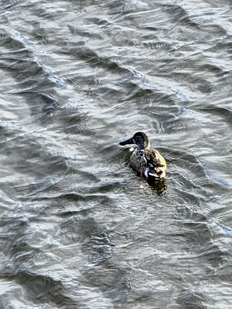 skjeand - ML647312615