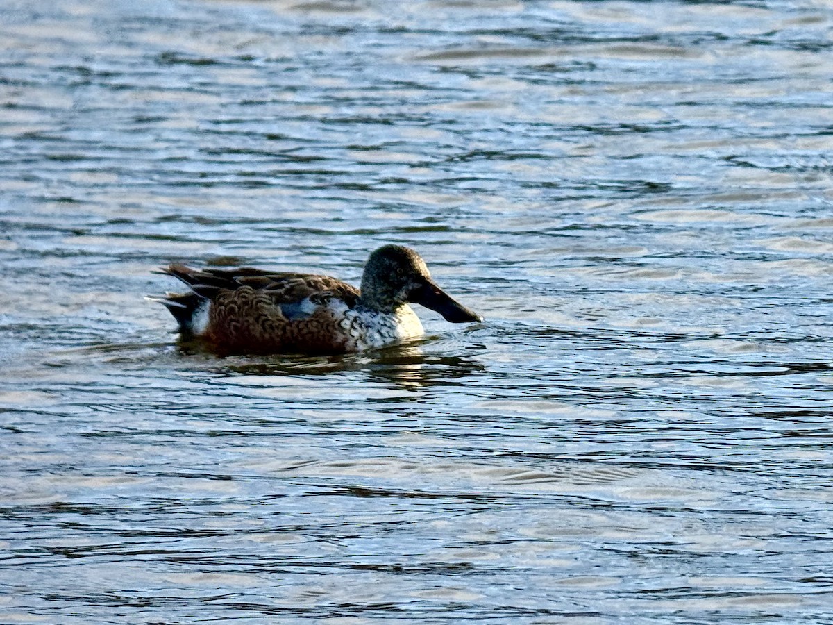 skjeand - ML647312617