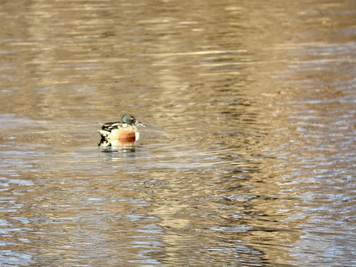 skjeand - ML647312618