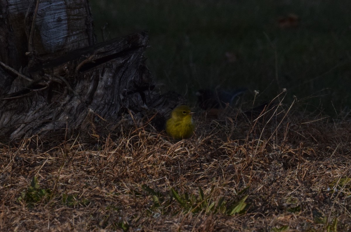 Kiefernwaldsänger - ML647312621