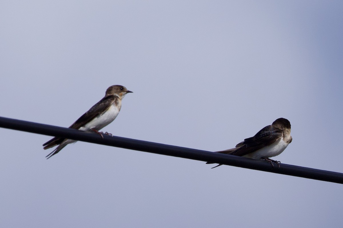 灰沙燕 - ML647312626