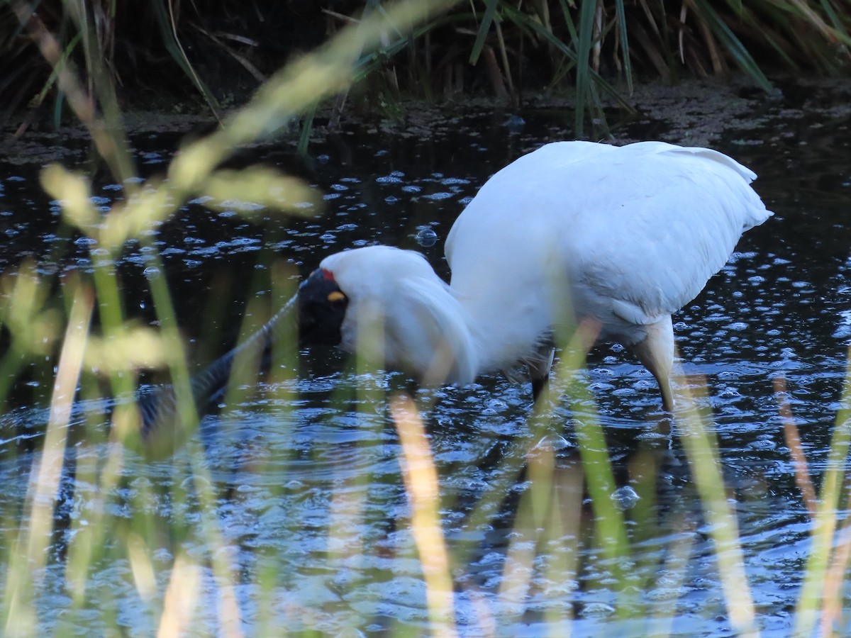 Royal Spoonbill - ML647312633