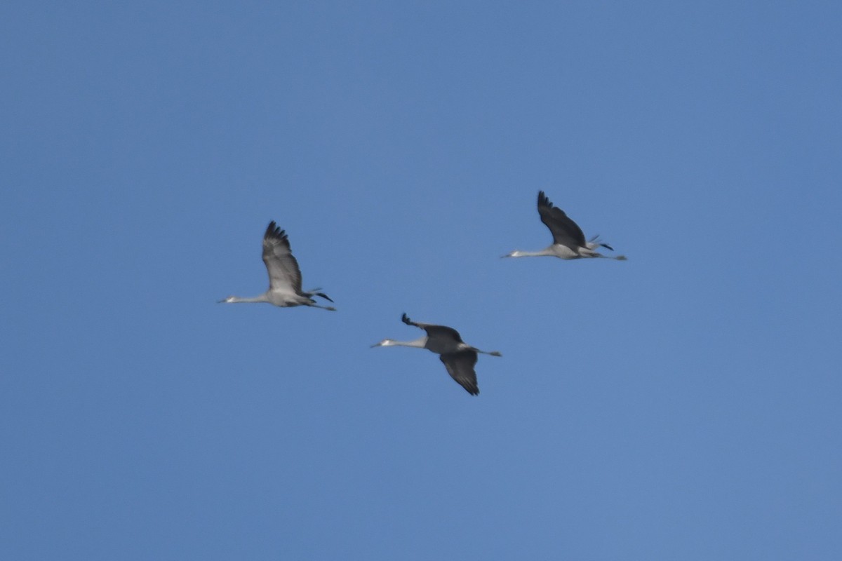Sandhill Crane - ML647312634