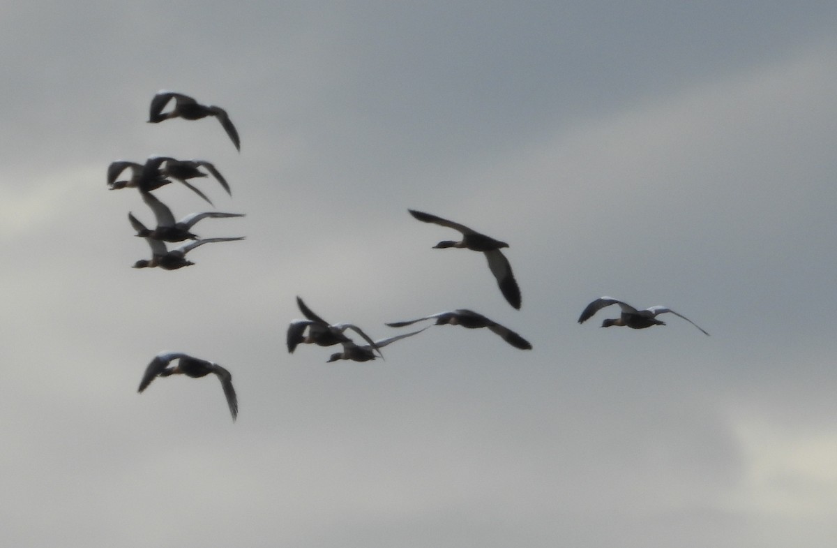 Australian Shelduck - ML647312635