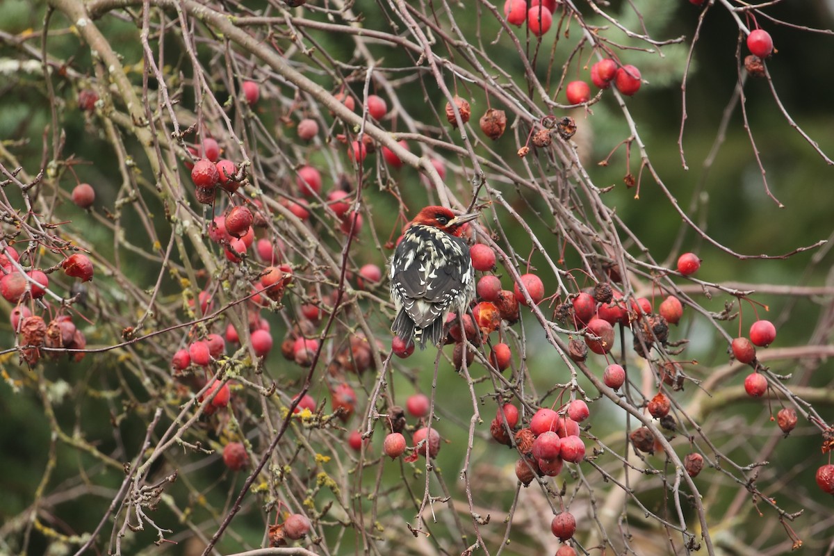 Red-breasted Sapsucker - ML647312642