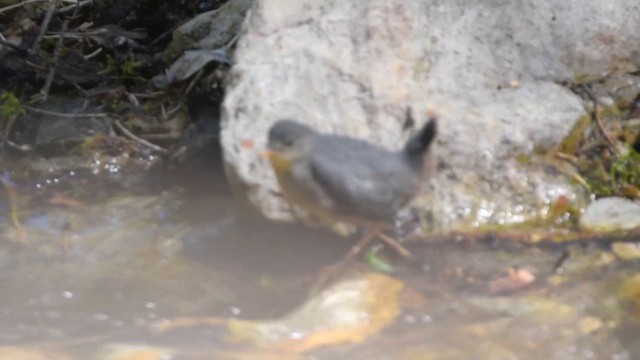 אמודאי אמריקני - ML647312650