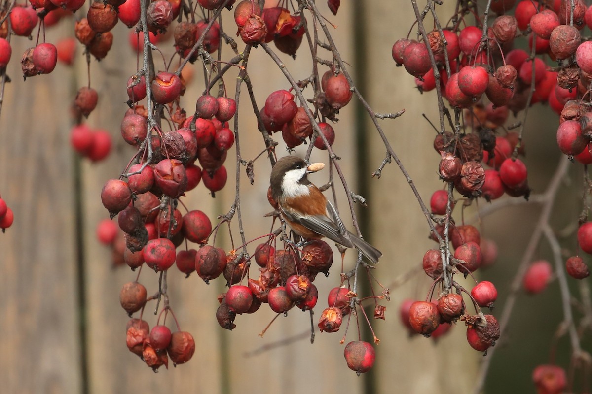 Chestnut-backed Chickadee - ML647312663
