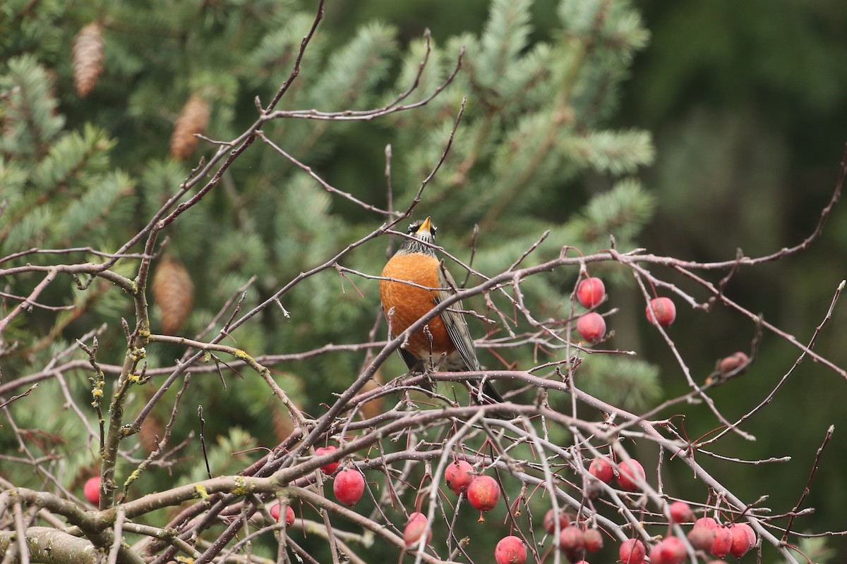 American Robin - ML647312666