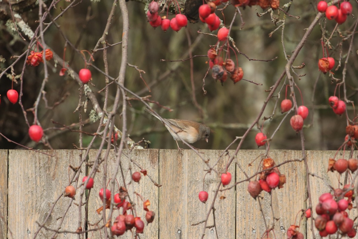 Dark-eyed Junco - ML647312676