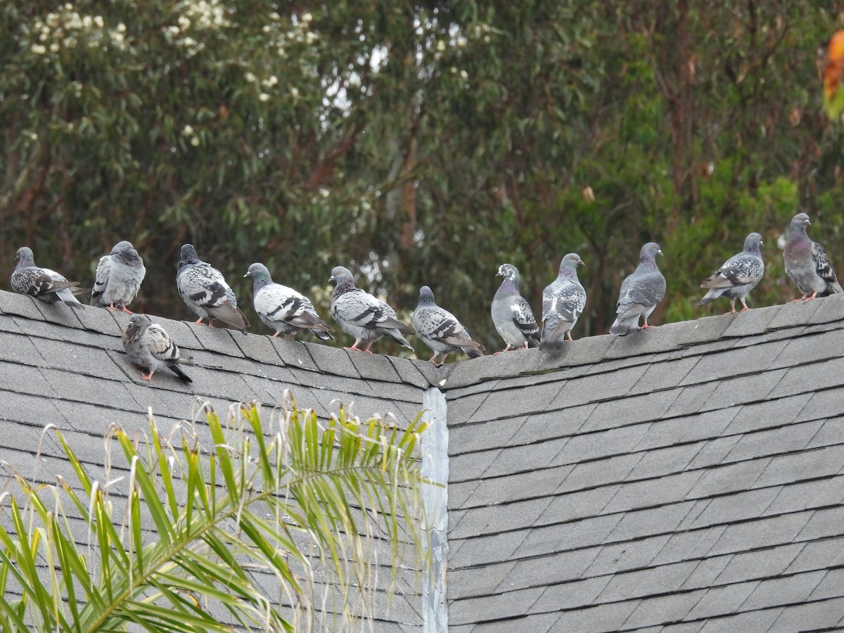 野鴿(野化) - ML647312696