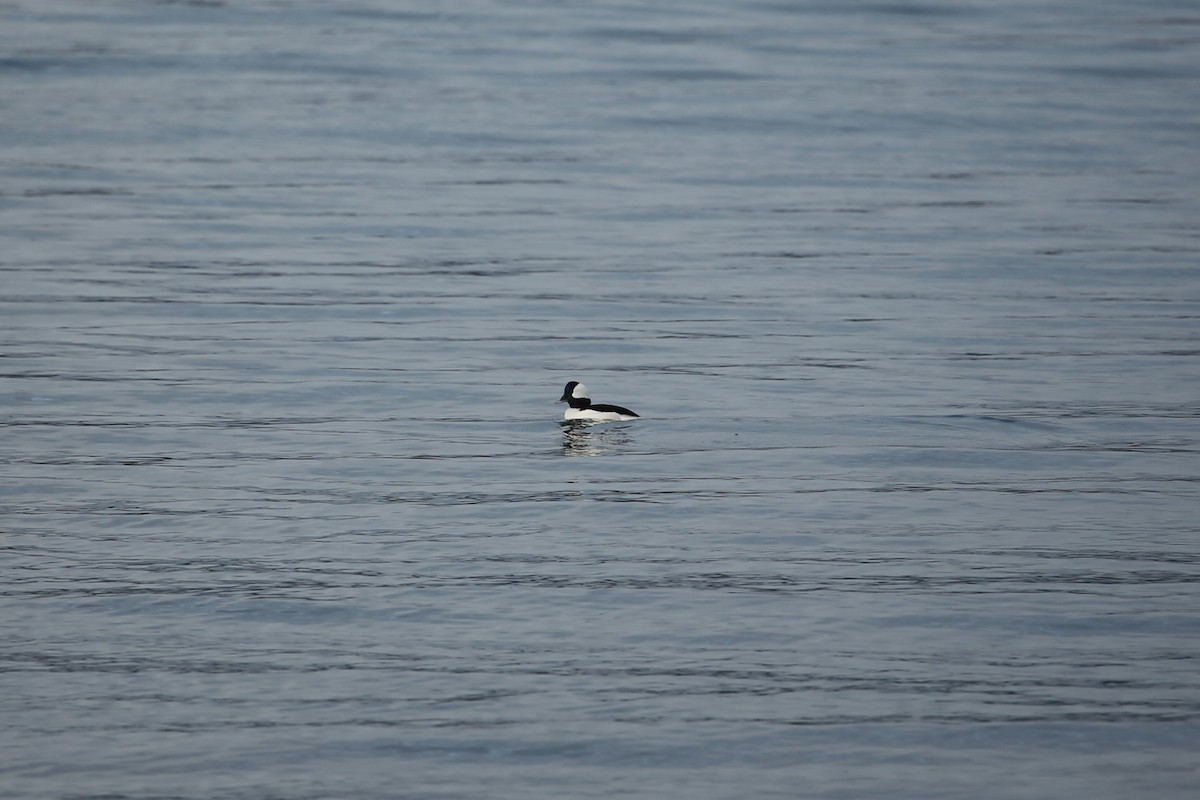 Bufflehead - ML647312697