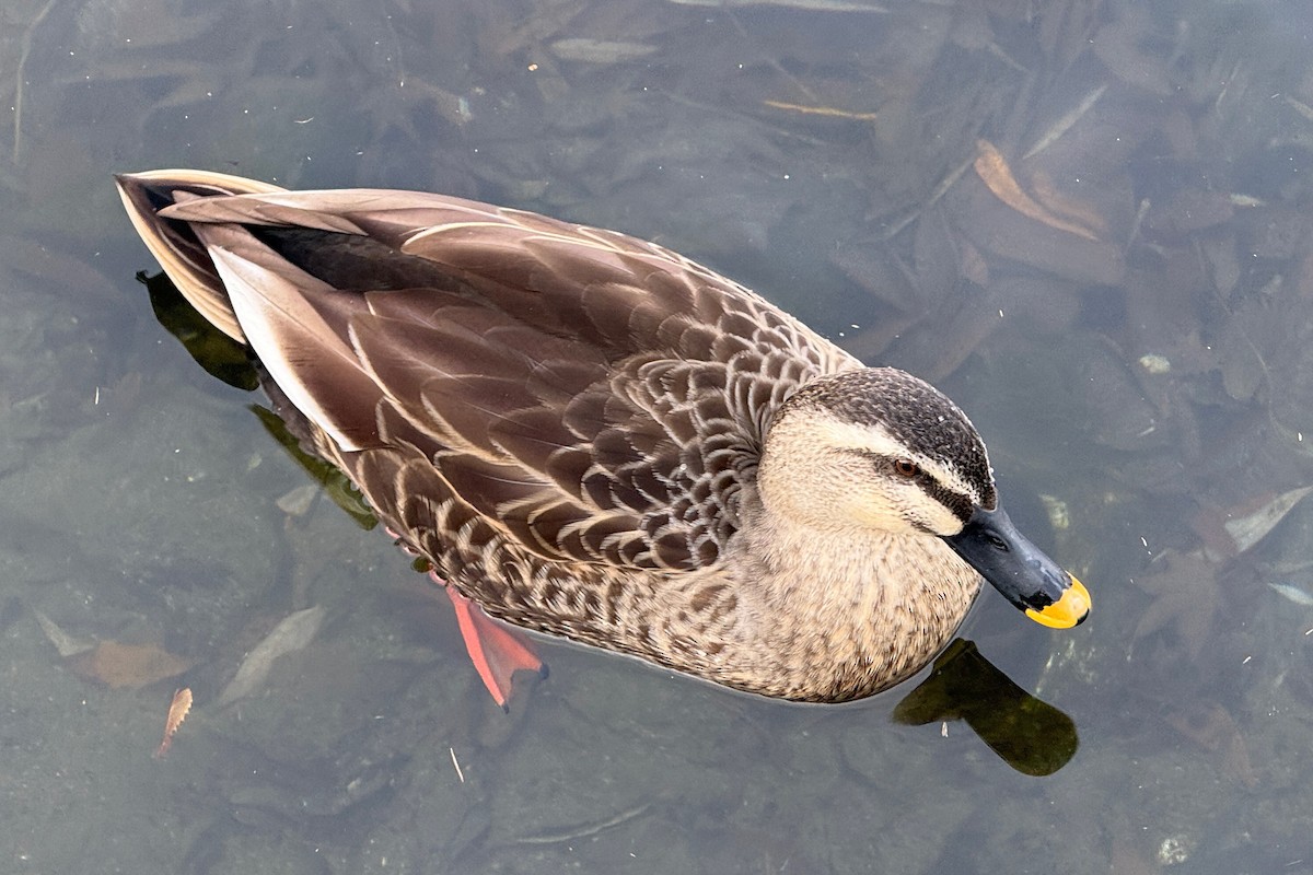 花嘴鴨 - ML647312706