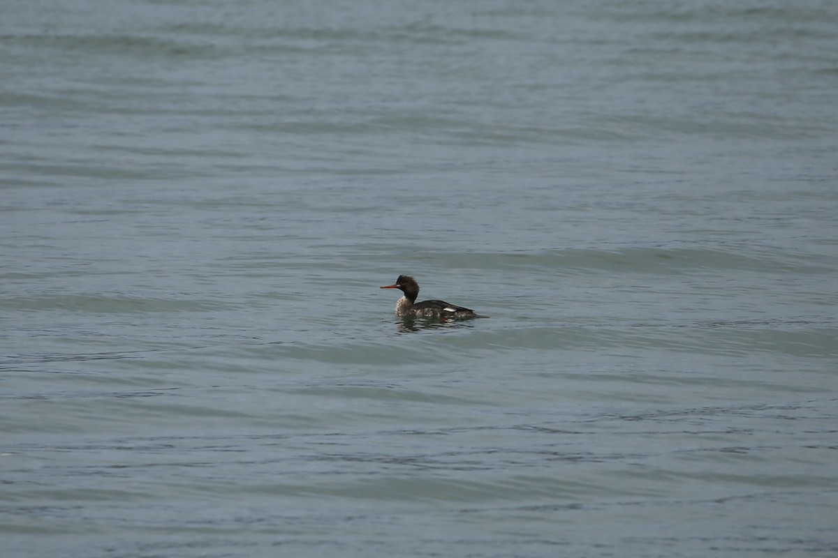 Red-breasted Merganser - ML647312708