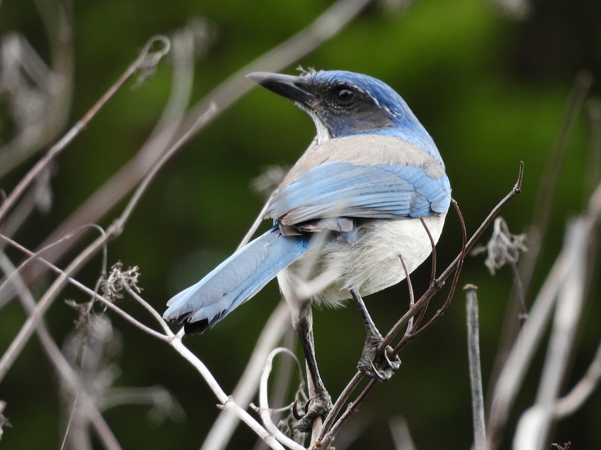 California Scrub-Jay - ML647312713