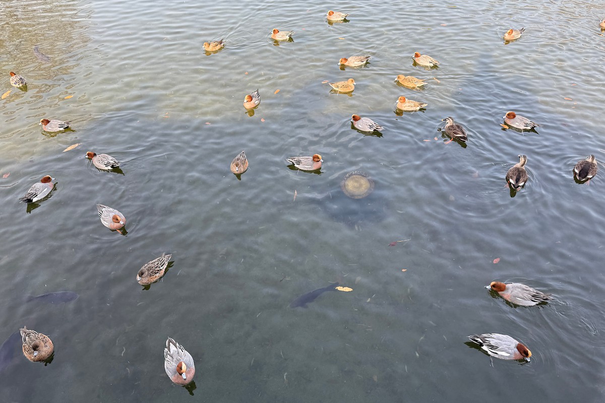 赤頸鴨 - ML647312714