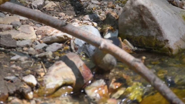 אמודאי אמריקני - ML647312719