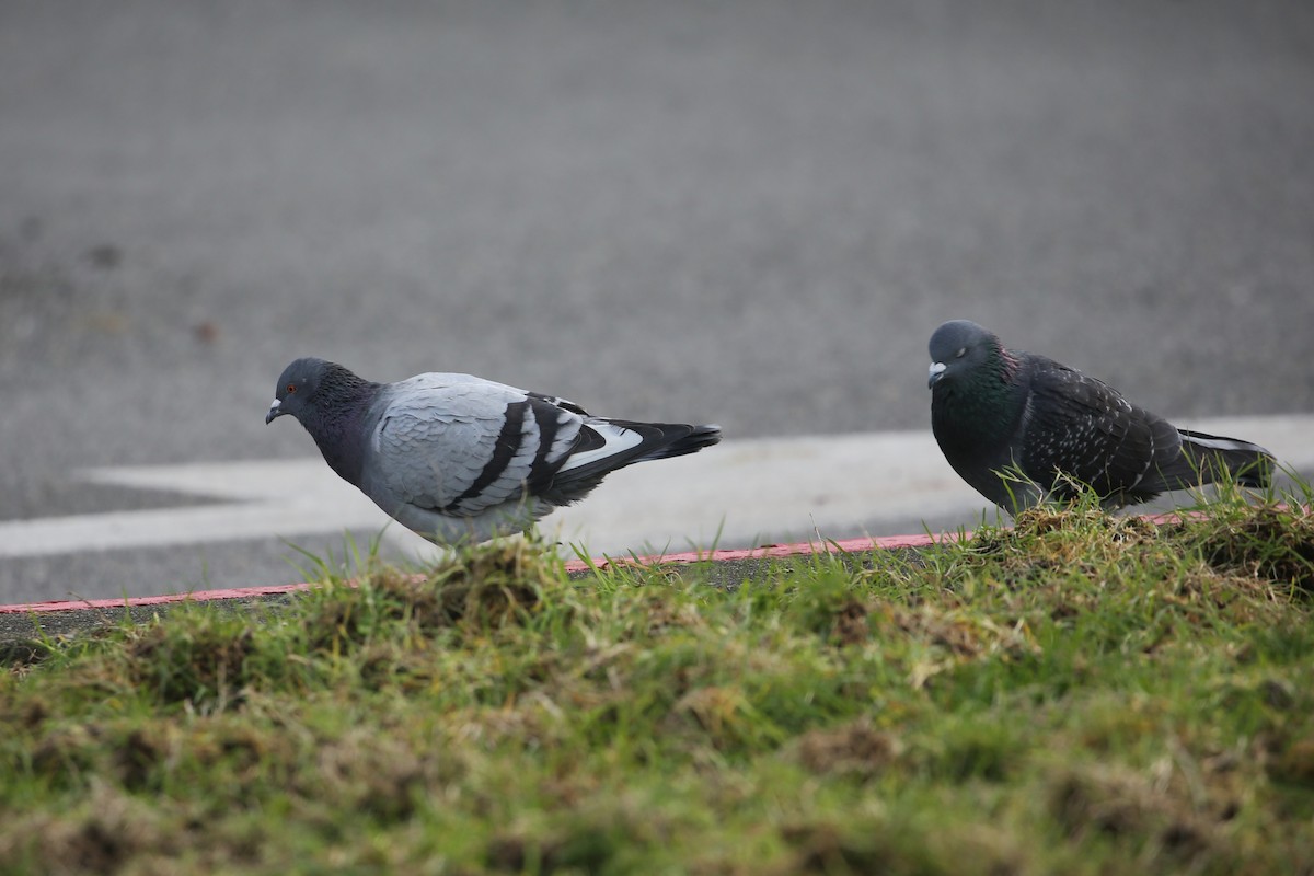 Rock Pigeon (Feral Pigeon) - ML647312720
