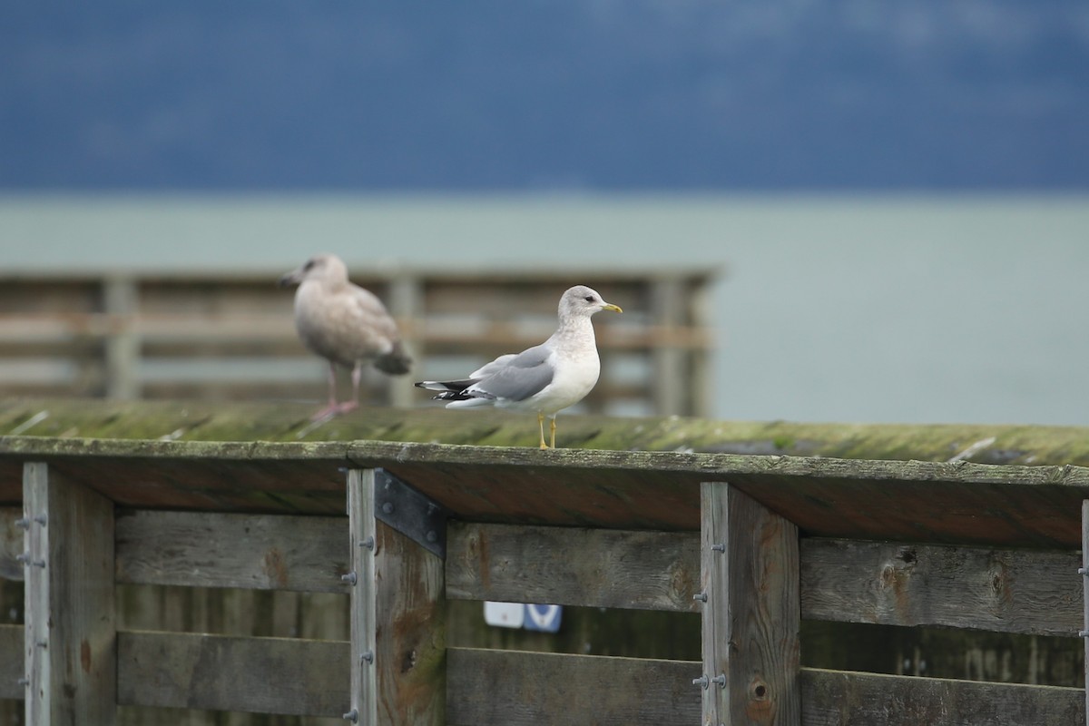 Short-billed Gull - ML647312722