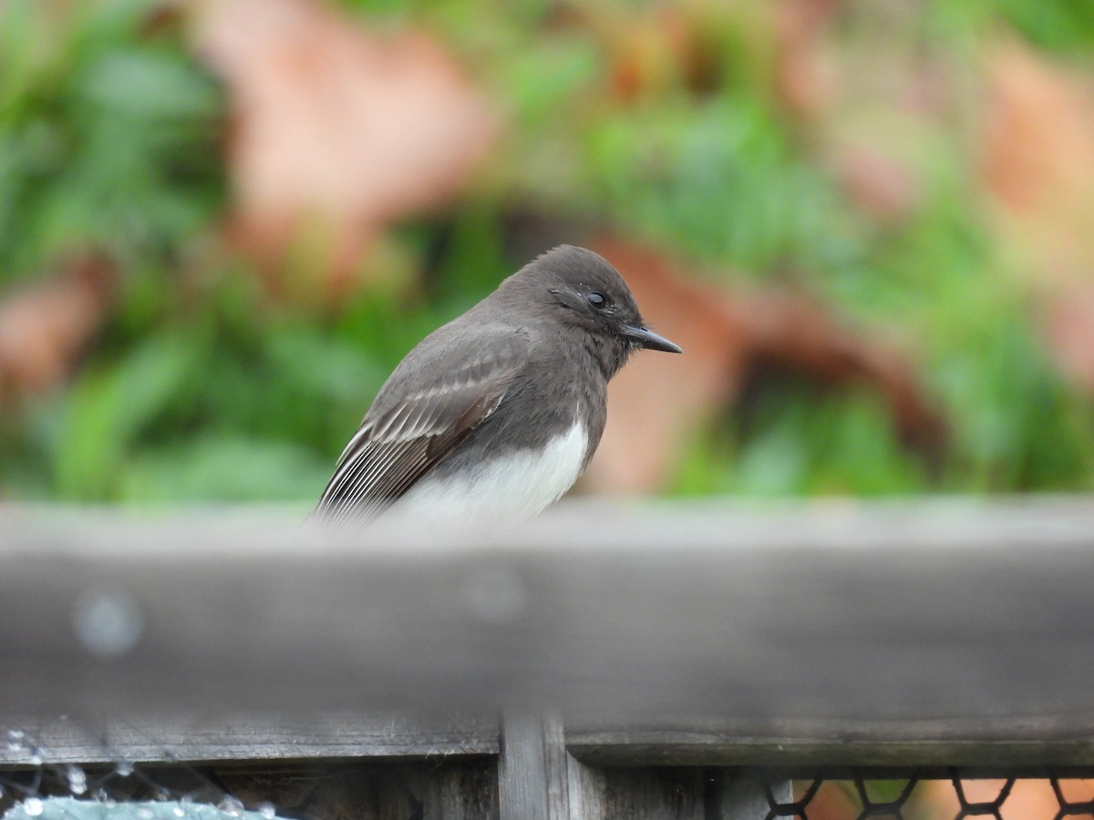 Black Phoebe - ML647312728