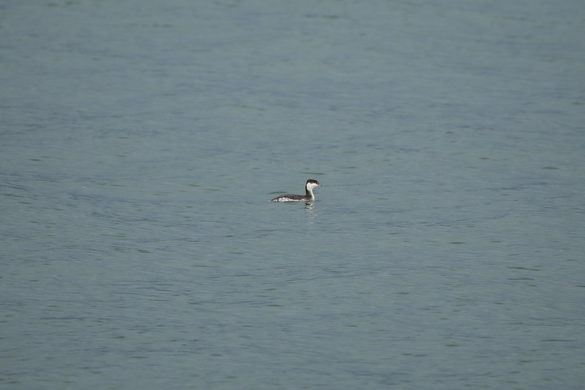 Horned Grebe - ML647312729