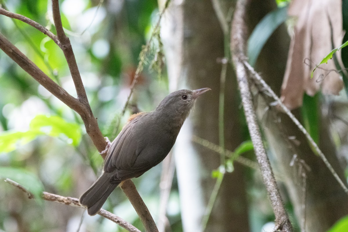 Little Shrikethrush - ML647312742