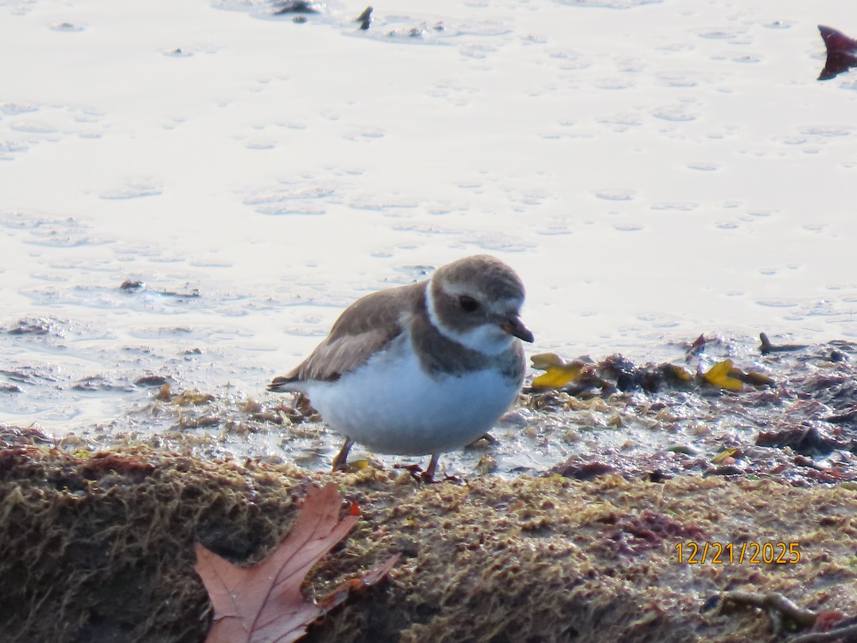 Semipalmated Plover - ML647312743