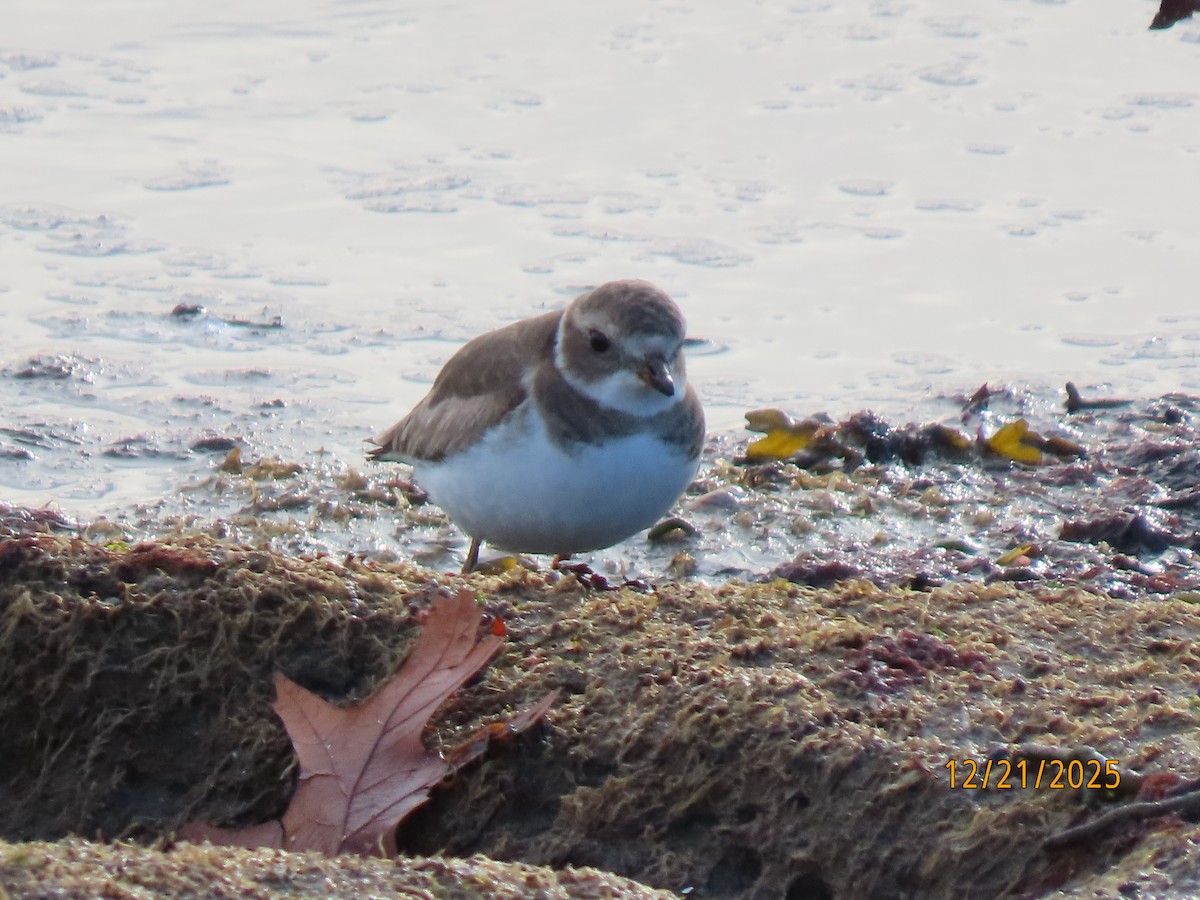Semipalmated Plover - ML647312744