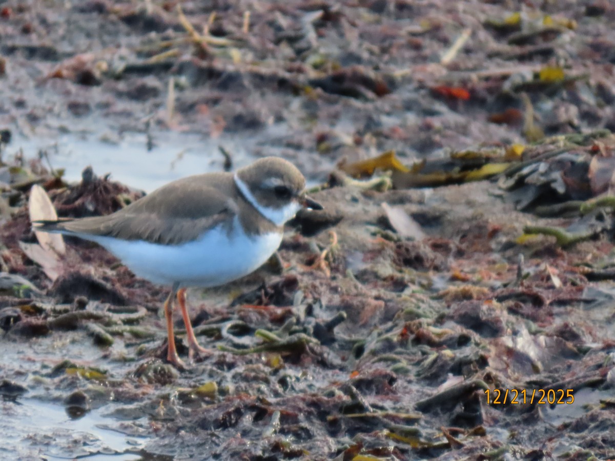 Semipalmated Plover - ML647312745