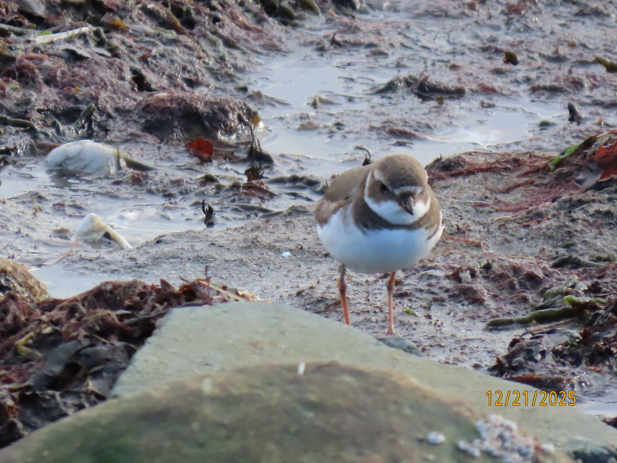 Semipalmated Plover - ML647312746