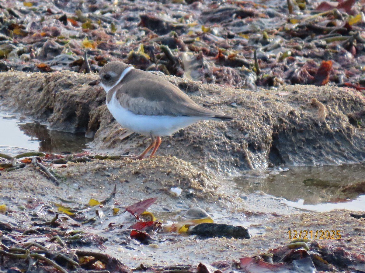 Semipalmated Plover - ML647312747