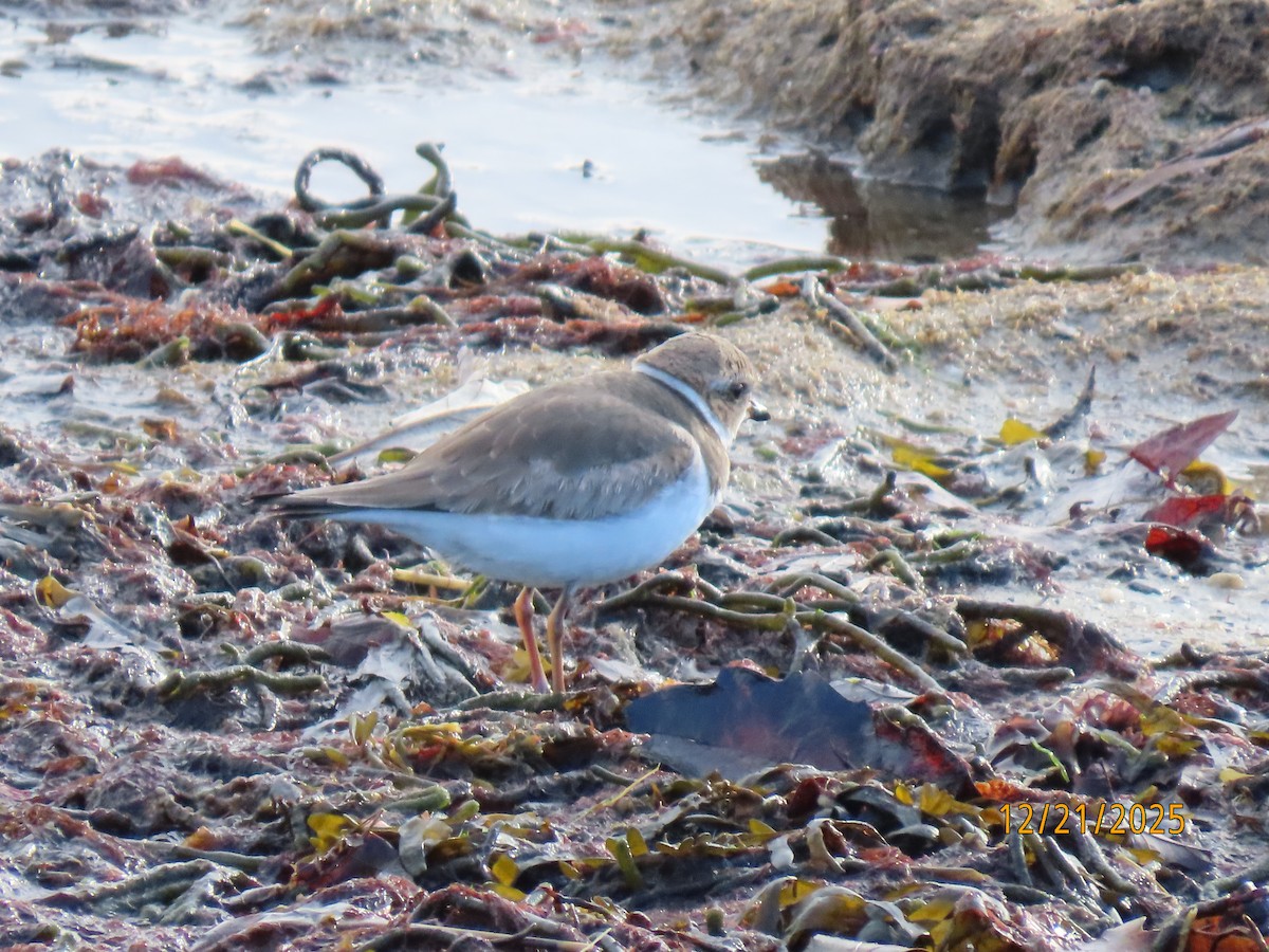 Semipalmated Plover - ML647312748