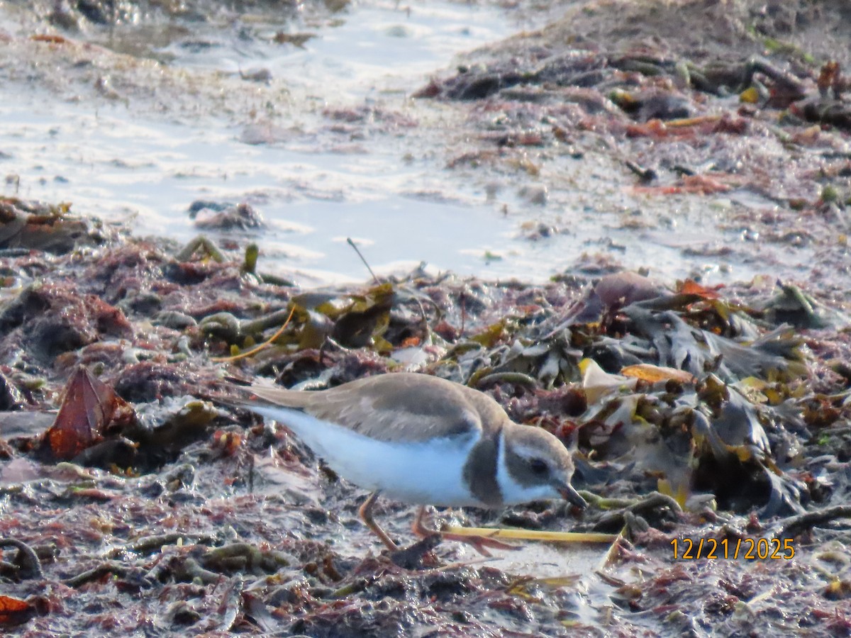 Semipalmated Plover - ML647312749